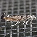 Zelleria celastrusella - Hodges#2425 - photo 4