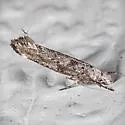 Zelleria celastrusella - Hodges#2425 - photo 5