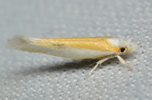 Pine Needle Sheathminer