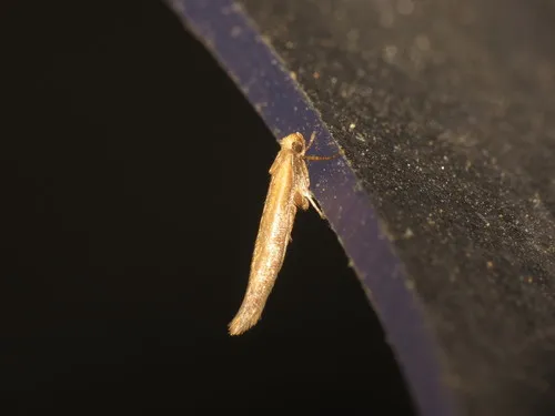 Zelleria hepariella
