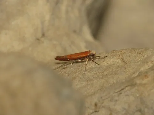 Zelleria hepariella - photo 4