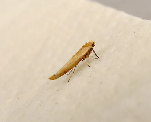 Zelleria hepariella - photo 5