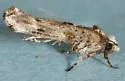 Zelleria ochroplagiata - Hodges#2428