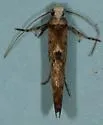 Zelleria ochroplagiata - Hodges#2428 - photo 2