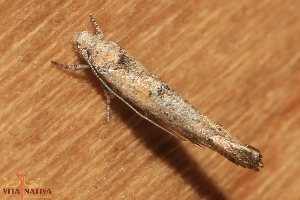 Zelleria oleastrella - photo 2