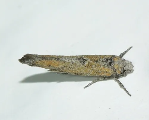 Zelleria oleastrella - photo 7