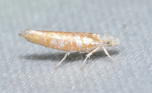 Zelleria retiniella - Hodges#2431