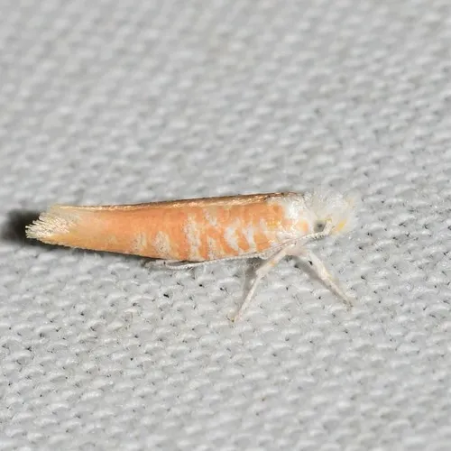 Zelleria retiniella - Hodges#2431 - photo 4