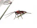 Zelomorpha arizonensis