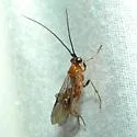 Zelomorpha arizonensis - photo 2