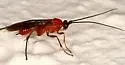 Zelomorpha arizonensis - photo 4