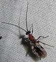 Zelomorpha arizonensis - photo 5