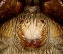 Zelotes anthereus - photo 4