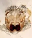 Zelotes anthereus - photo 5