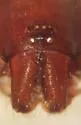 Zelotes lasalanus