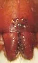 Zelotes lasalanus - photo 2