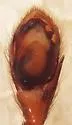 Zelotes lasalanus - photo 3