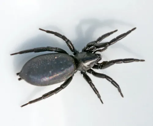 Zelotes latreillei