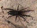 Zelotes monachus