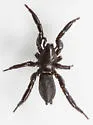 Zelotes pseustes