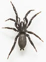 Zelotes pseustes - photo 2
