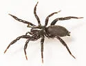 Zelotes pseustes - photo 3