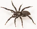 Zelotes pseustes - photo 4