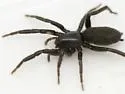 Zelotes puritanus