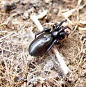 Zelotes puritanus - photo 2