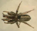 Zelotes puritanus - photo 4