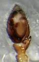 Zelotes puritanus - photo 5