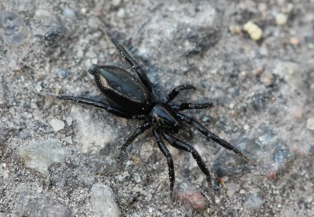 Zelotes subterraneus - photo 2