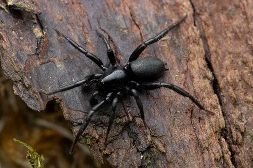 Zelotes subterraneus - photo 4