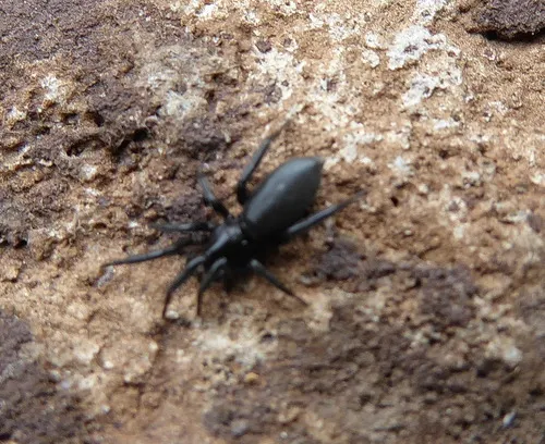 Zelotes subterraneus - photo 5