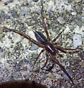 Zelotes tenuis - photo 3
