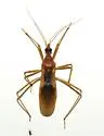 Zeluroides americanus - Zeluroides americanus
