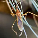 Zeluroides americanus - photo 4