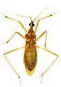 Zeluroides americanus - photo 5