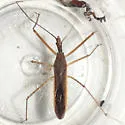 Zelus cervicalis