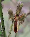 Zelus cervicalis - photo 2