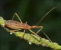 Zelus cervicalis - photo 3