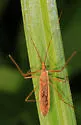 Zelus cervicalis - photo 4