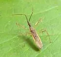 Zelus cervicalis - photo 5