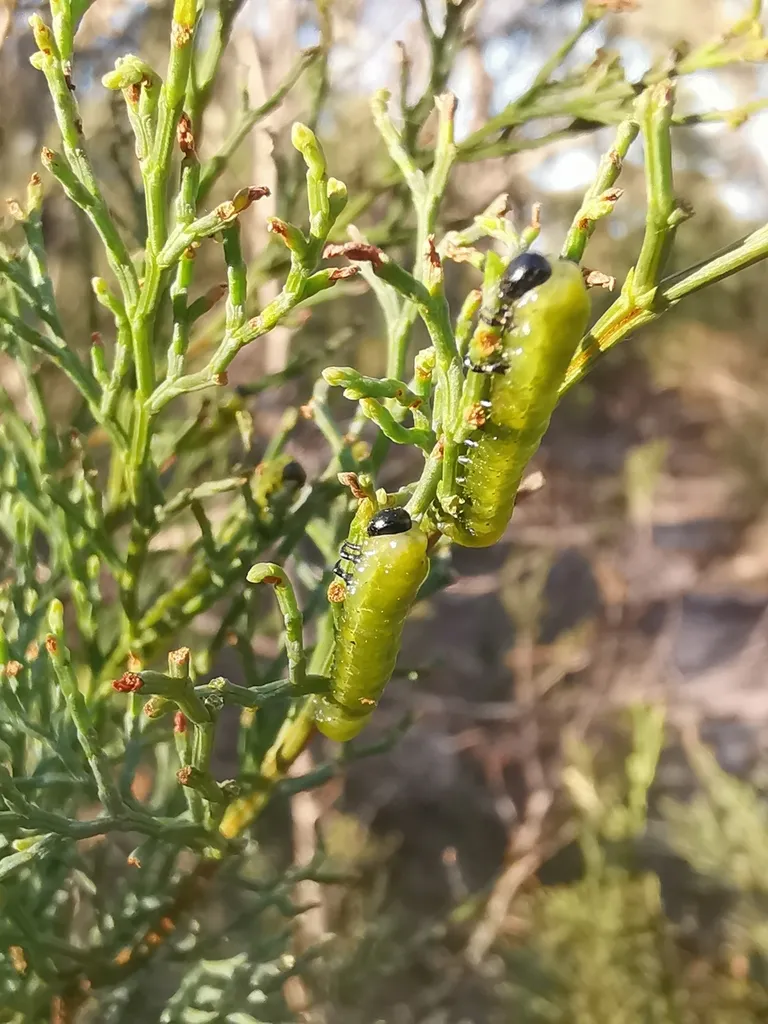 Zenargidae - photo 2