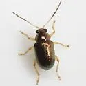 Zenocolaspis subtropica