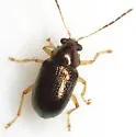 Zenocolaspis subtropica - photo 2