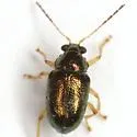 Zenocolaspis subtropica - photo 3