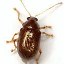 Zenocolaspis subtropica - photo 4