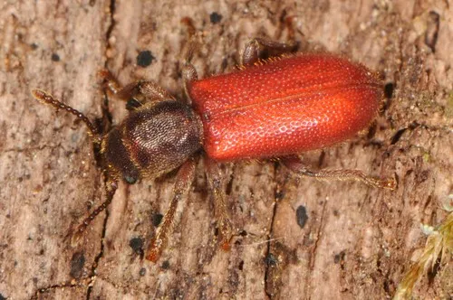 Zenodosus sanguineus - photo 2