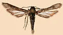 Zenodoxus canescens - Hodges#2514